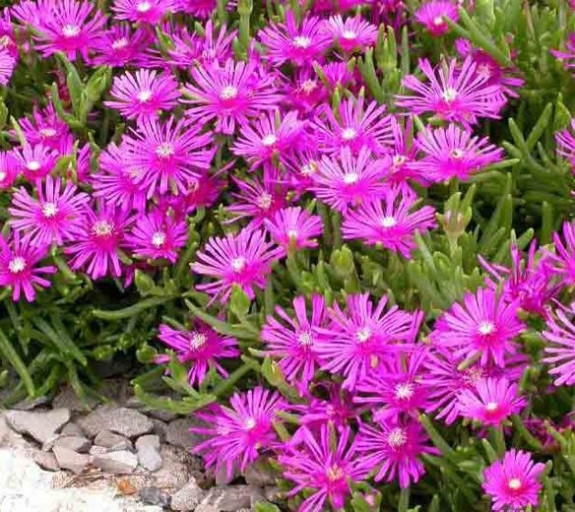 Delosperma – ledeni cvet