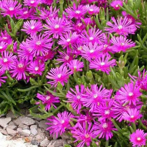 Delosperma – ledeni cvet