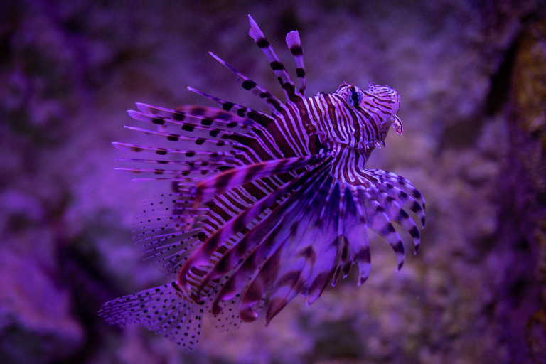 LIONFISH