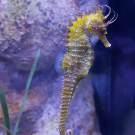 SEA HORSE