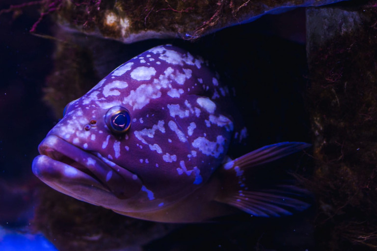 DUSKY GROUPER