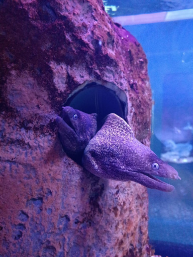 MORAY EEL