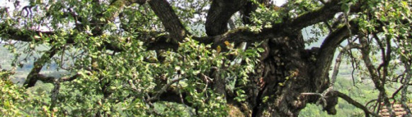 Stari hrast u Divljani