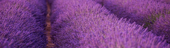 Plantaže lavande u Tamjanici