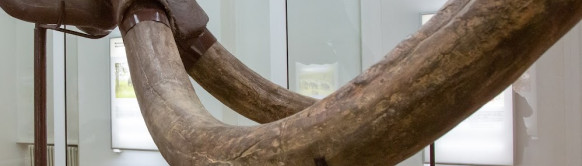 Narodni muzej Kikinda