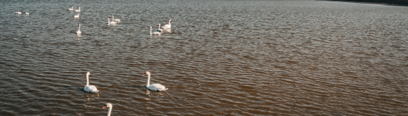 Specijalni rezervat prirode Carska Bara