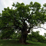 Stari hrast u Divljani