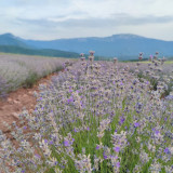 Plantaže lavande u Tamjanici