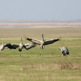 Specijalni rezervat prirode "Slano Kopovo"
