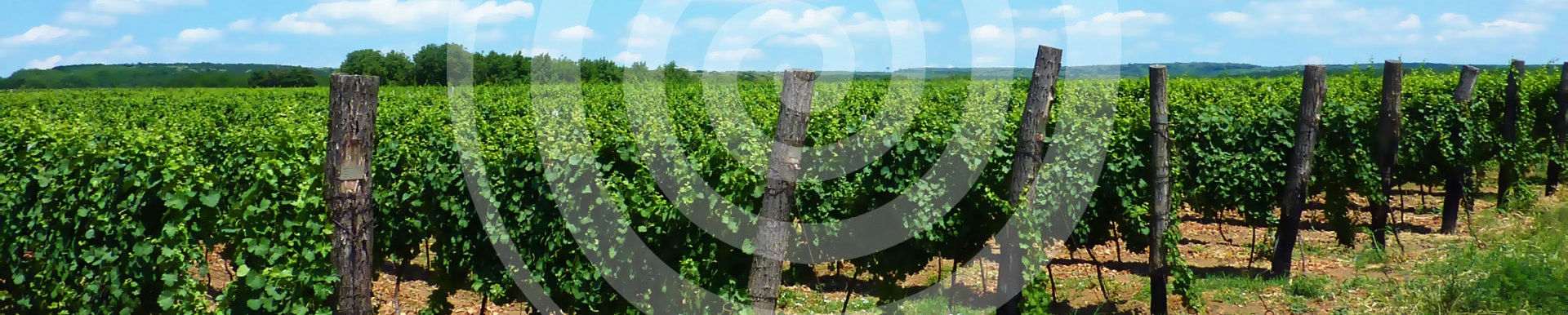 McC Vinarija