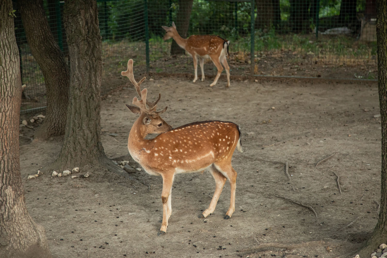 ZOO vrt Bor
